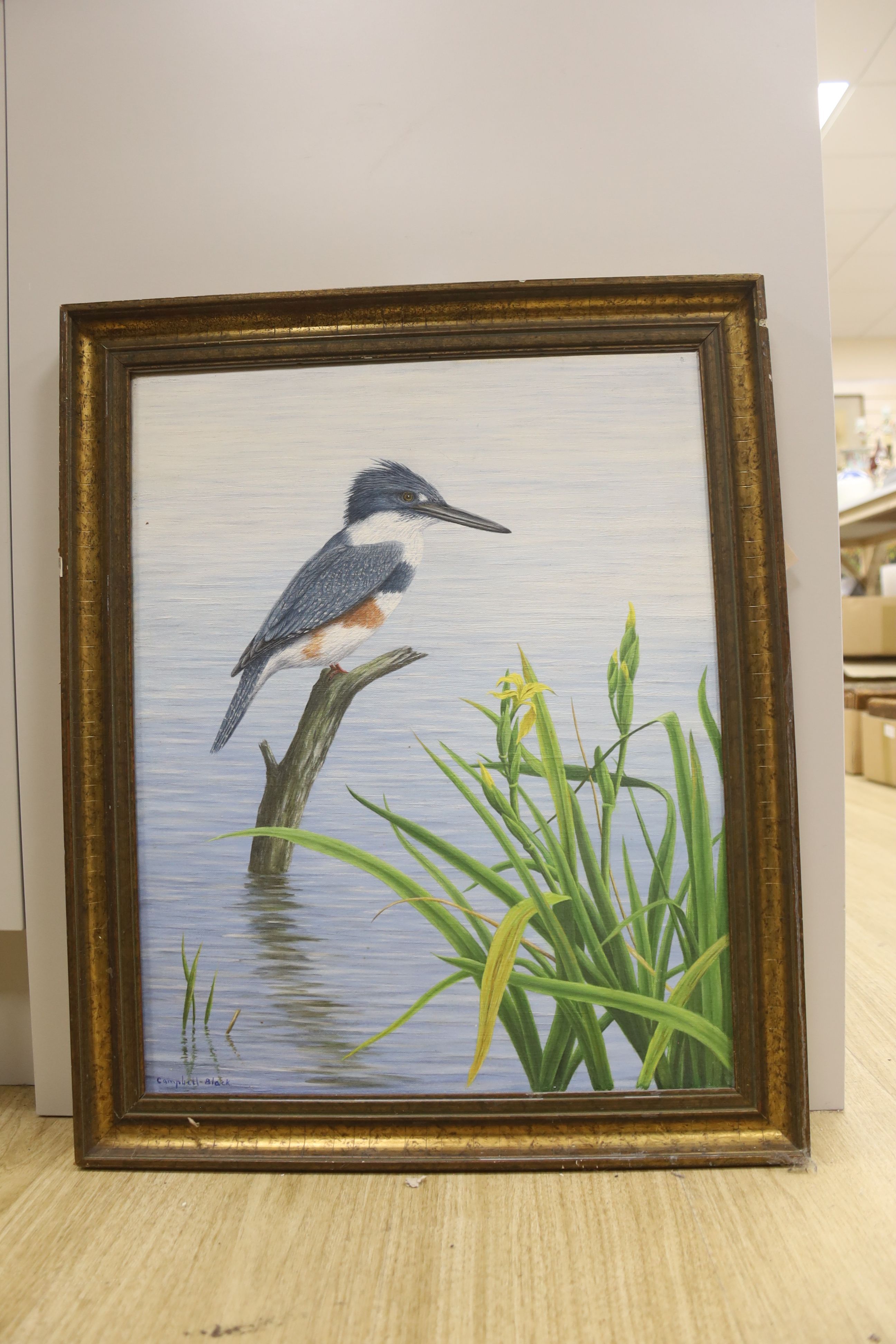 Geoffrey Campbell Black, oil on canvas, Kingfisher, signed, 50 x 40cm.